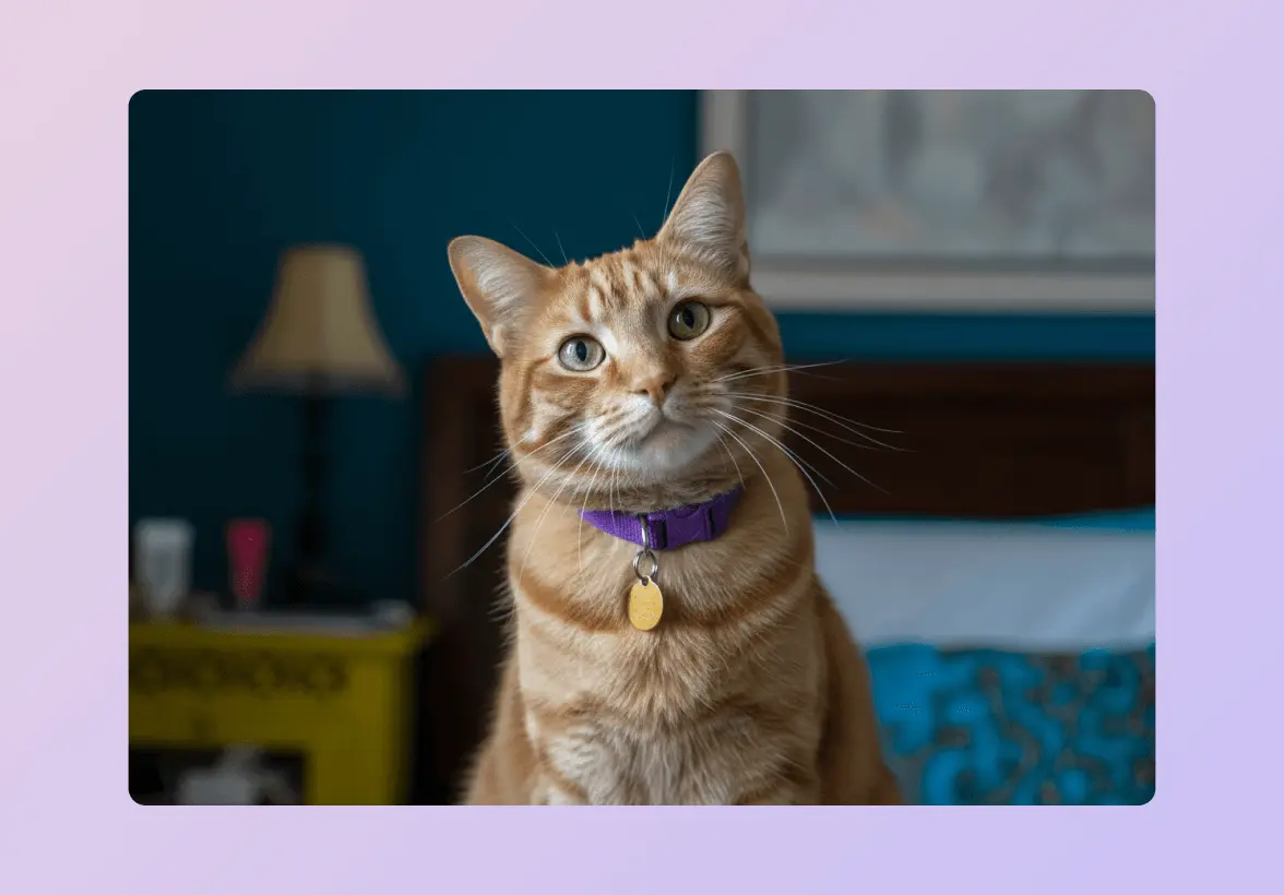 Orange tabby cat with a purple collar sitting indoors, looking at the camera.