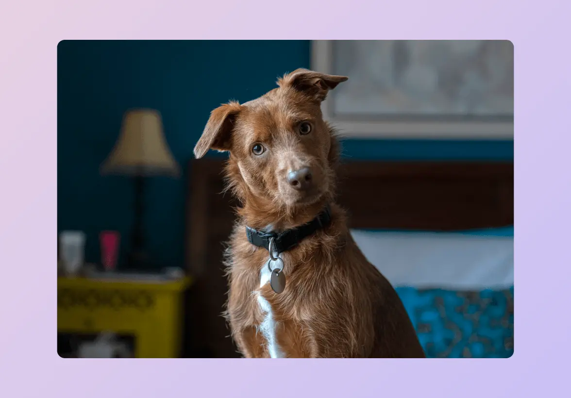 Brown dog with a tilted head, wearing a collar, indoors with a blurred background.